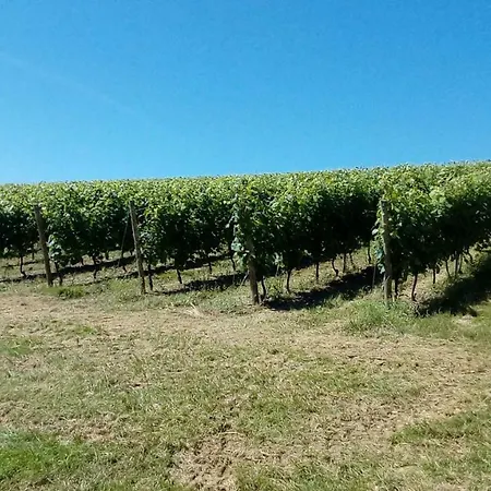 Les Pyreneales Dans Le Madiranais * Lascazeres