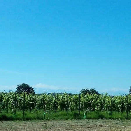 Les Pyreneales Dans Le Madiranais * Lascazeres