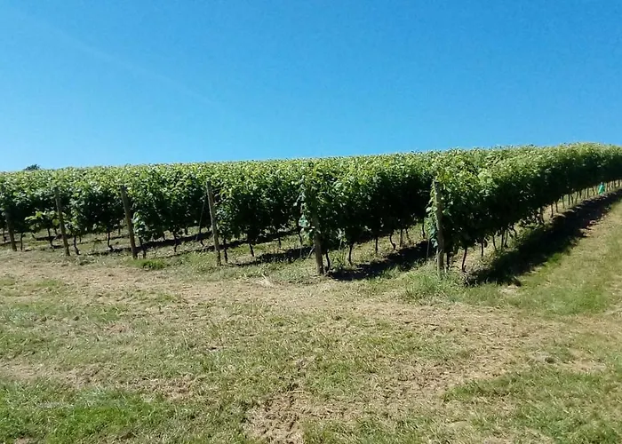 Les Pyreneales Dans Le Madiranais * Lascazeres