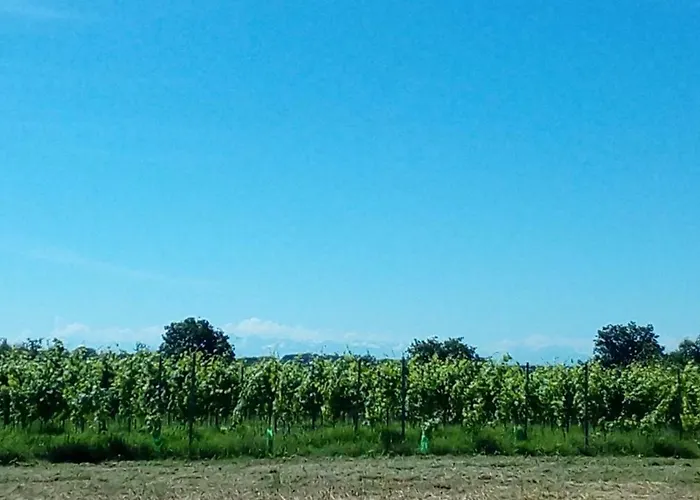 Les Pyreneales Dans Le Madiranais * Lascazeres